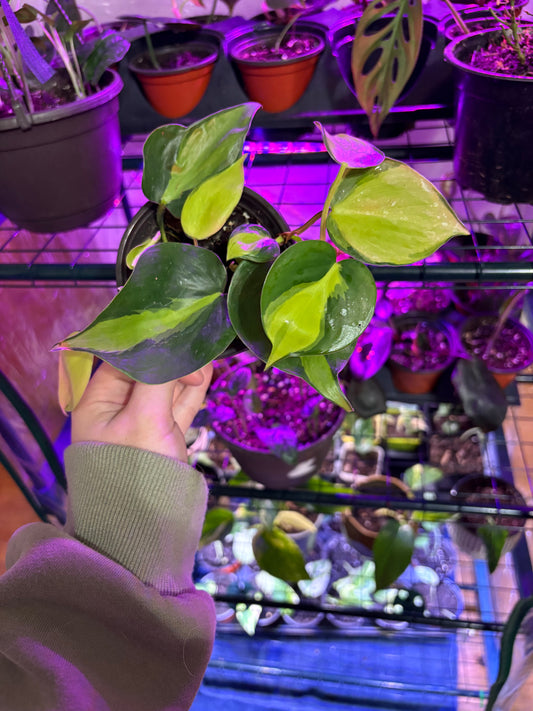 Philodendron Brasil
