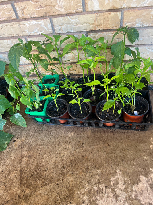 2026 Seedlings *Pre-Order*