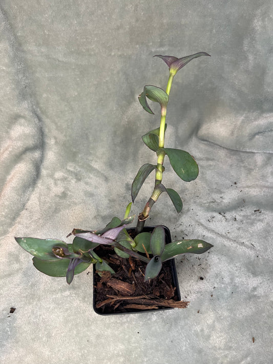 Tradescantia Pallida “Purple Heart” in 3in Plastic Pot