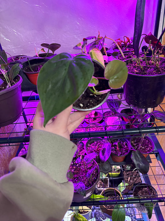Heartleaf Philodendron - Potted